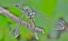 Orthetrum julia