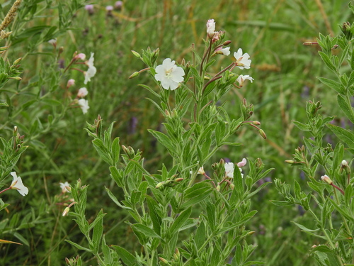 Great Hairy Willowherb