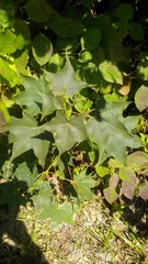 Acer laetum