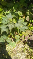 Acer laetum