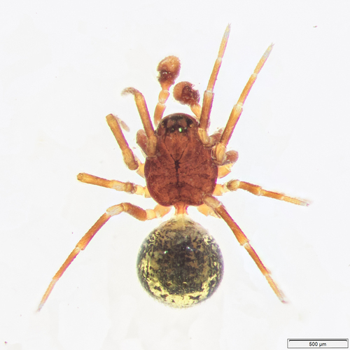 Ceratinops latus