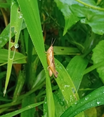 Spathosternum prasiniferum