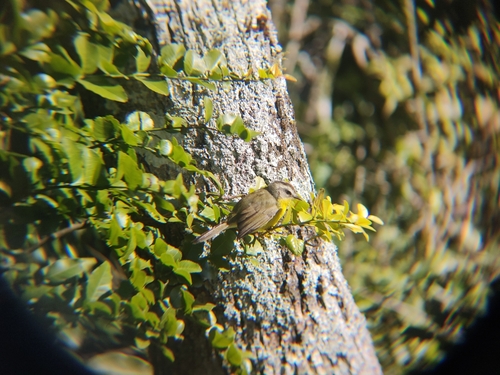 Golden-crowned Warbler
