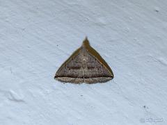 Lysimelia neleusalis