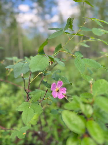 Prickly Wild Rose