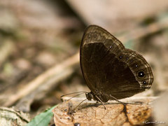 Mycalesis anaxias