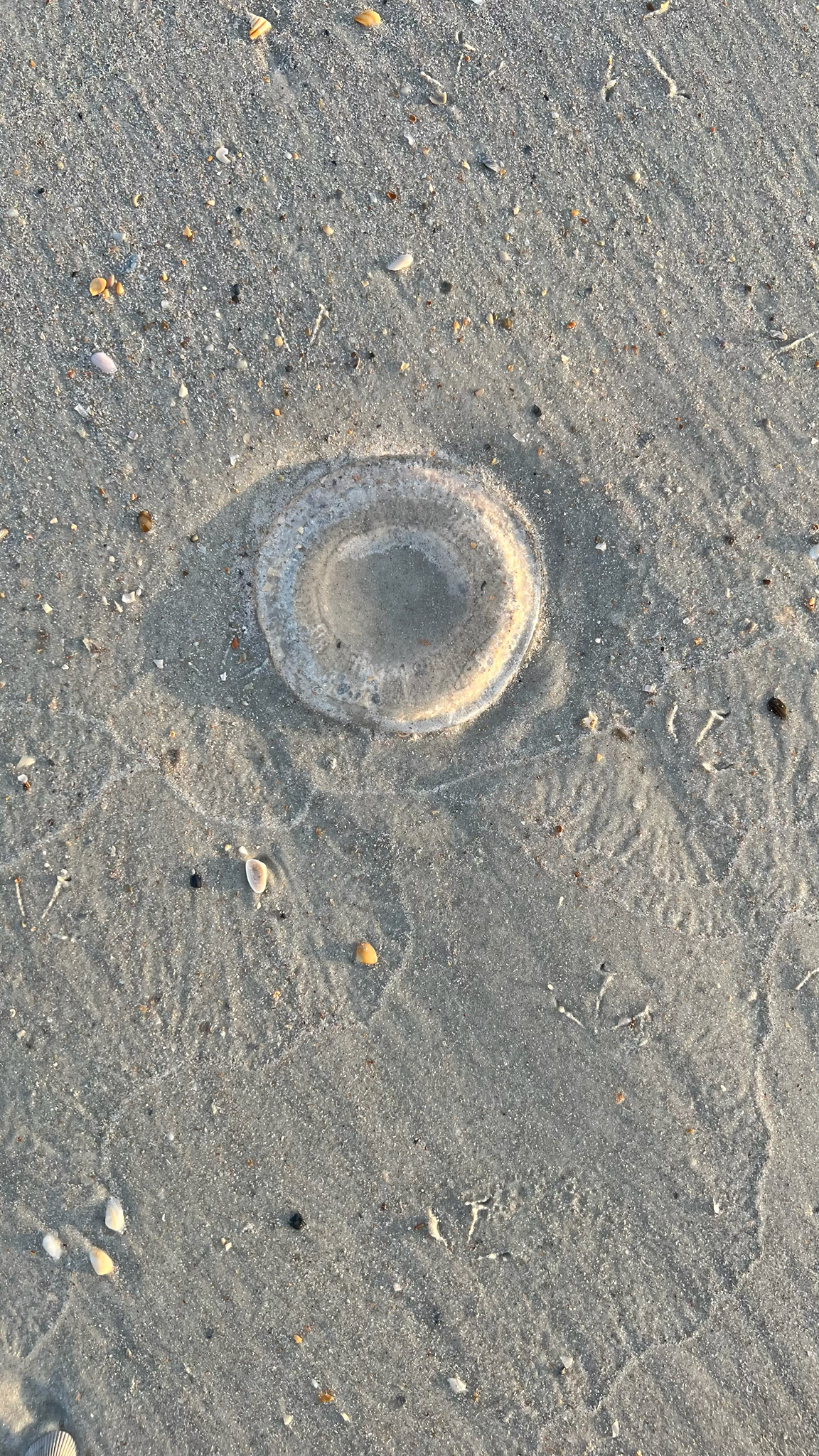 Rhacostoma atlanticum L.Agassiz, 1851