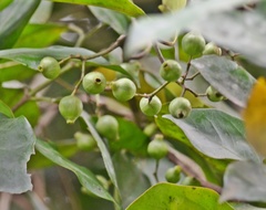 Ixoroideae
