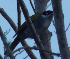 Phaenicophilus palmarum