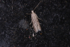Glyptoteles leucacrinella