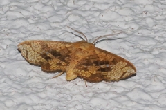 Canaea ryukyuensis