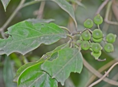 Ixoroideae