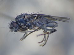 Pteremis fenestralis