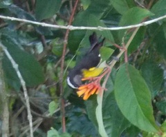 Coereba flaveola bananivora