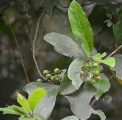 Ixoroideae