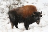 Wood Bison - Photo (c) Brooke Michell, some rights reserved (CC BY-NC), uploaded by Brooke Michell