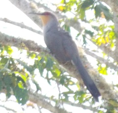 Coccyzus longirostris