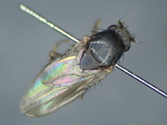 Pteremis fenestralis