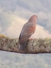 Patagioenas inornata
