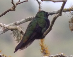 Anthracothorax dominicus