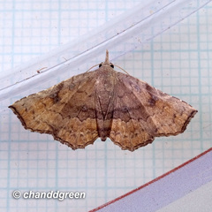 Throana pectinifer