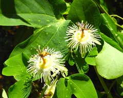 Passiflora mexicana