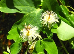 Passiflora mexicana