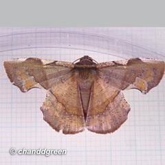 Fascellina chromataria