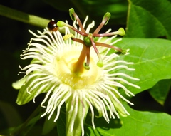 Passiflora mexicana