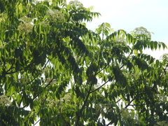 Tetradium glabrifolium