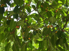 Ficus drupacea