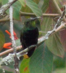 Anthracothorax dominicus