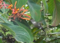 Mellisuga minima