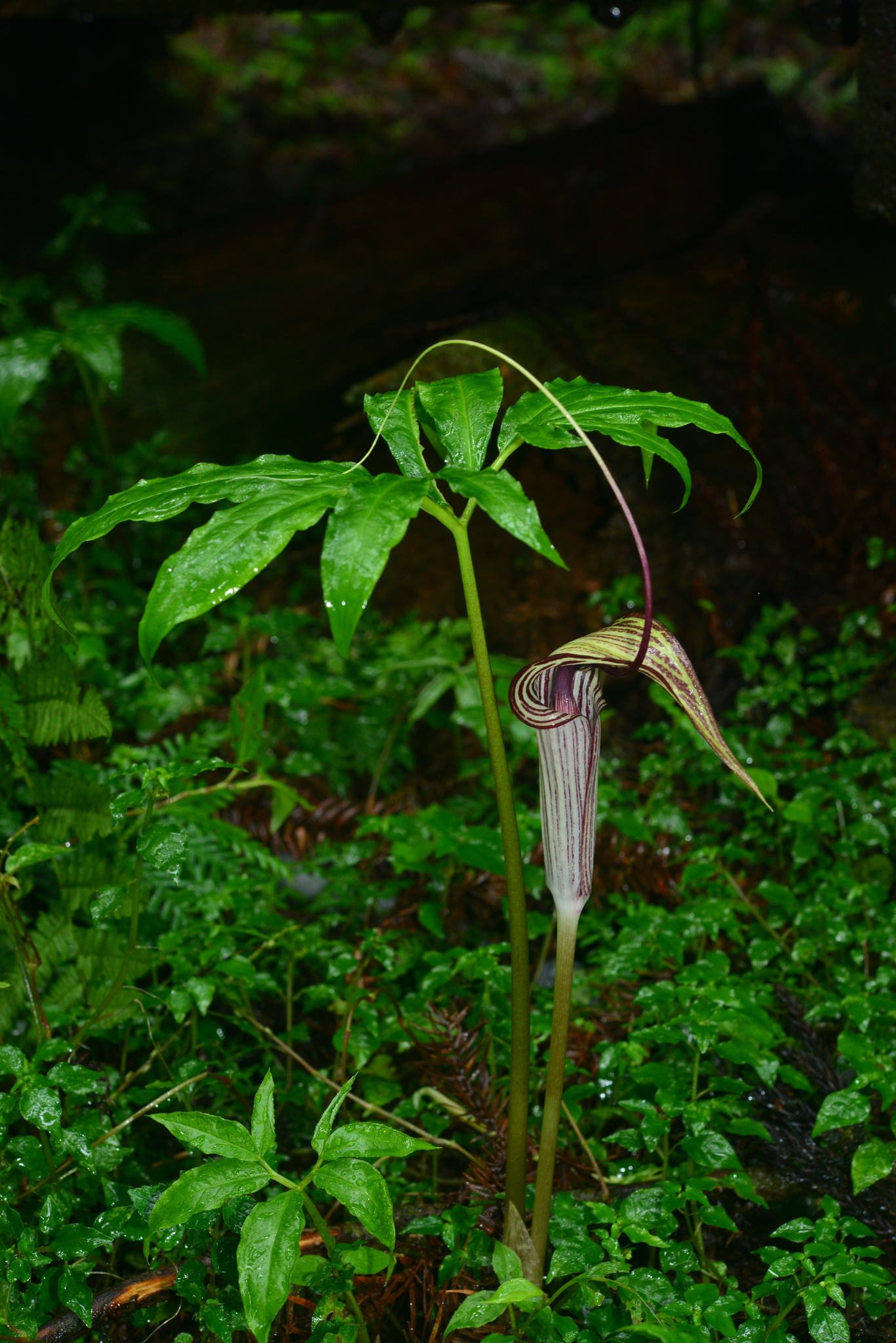 jack-in-the-pulpits and cobra lilies (Genus Arisaema