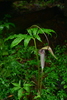 Jack-in-the-pulpit Tribe - Photo (c) JODY HSIEH, some rights reserved (CC BY-NC), uploaded by JODY HSIEH