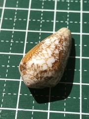 Conus omaria