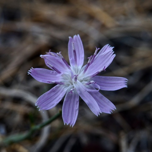 Thurber's wirelettuce (Stephanomeria thurberi)