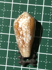 Conus omaria