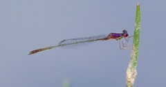 Enallagma dubium