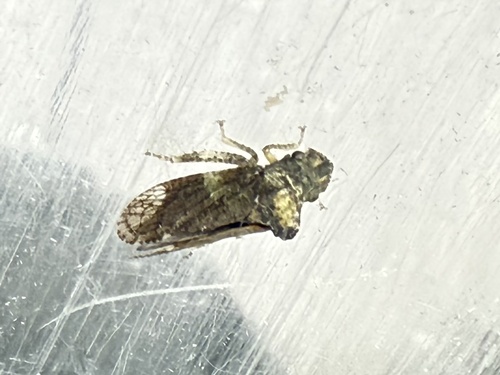 Horned Leafhopper, Pijlkruidkreek, Leiderdorp, Zuid-Holland, NL, photo 6 of 10