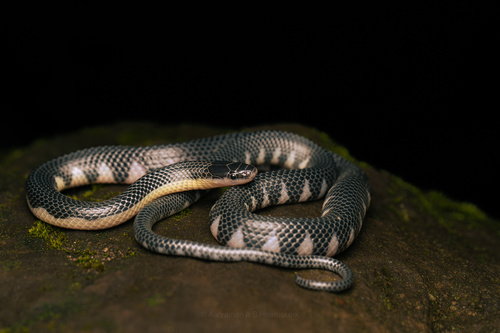 Smithophis atemporalis