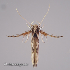 Stathmopoda stimulata