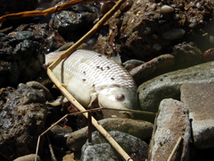 Prochilodus lineatus