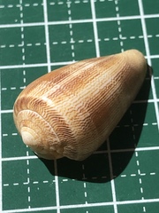 Conus omaria