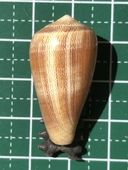 Conus omaria