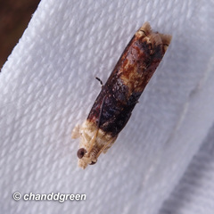 Hedya iophaea
