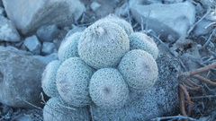 Epithelantha greggii