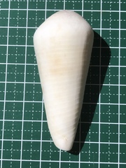 Conus terebra