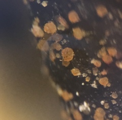 Saccobolus michiganensis
