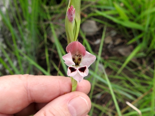 Gladiolus gregarius